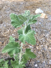 Malacothamnus arcuatus