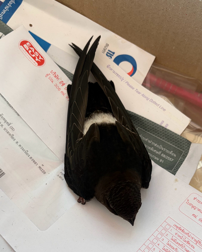 House Swift