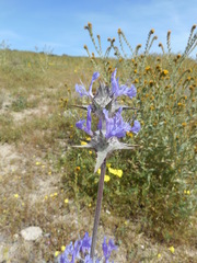 Salvia carduacea