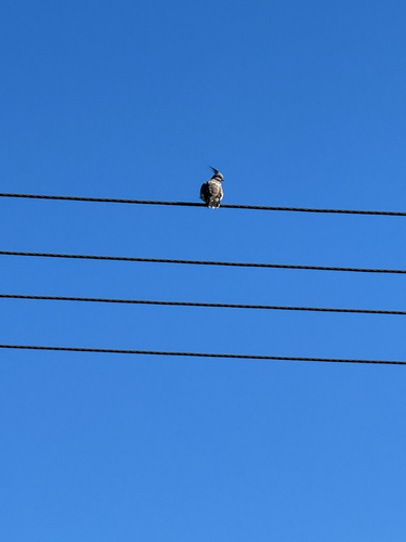Crested Pigeon