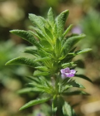 Pogogyne serpylloides