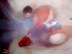 Stauroteuthis syrtensis