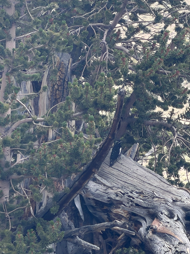 iNaturalist observation photo of Williamson's Sapsucker
