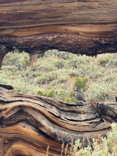 iNaturalist observation photo of Rock Wren