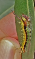 Pseudacraea lucretia tarquinea