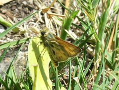 Polites sabuleti chusca