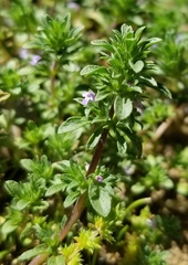 Pogogyne serpylloides