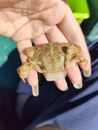 Asian Paddle Crab