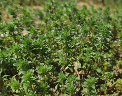 Pogogyne serpylloides