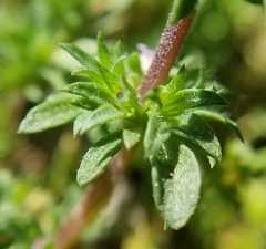 Pogogyne serpylloides