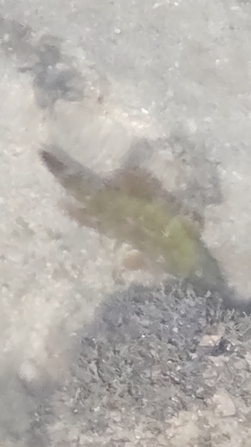 Pteragogus flagellifer observed 2026-07-16