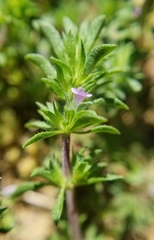 Pogogyne serpylloides