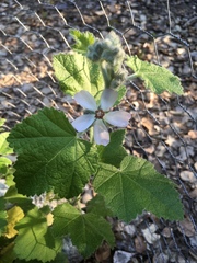 Malacothamnus clementinus