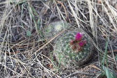 Pediocactus simpsonii minor