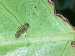 Bucephalogonia xanthophis