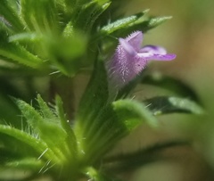 Pogogyne serpylloides