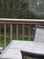 Cyanocitta cristata bromia