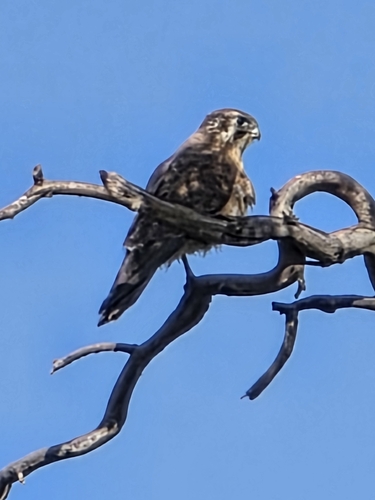 Brown Falcon