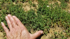 Pogogyne serpylloides