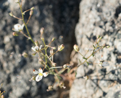 Nemacladus orientalis