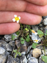 Leavenworthia