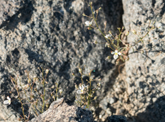 Nemacladus orientalis