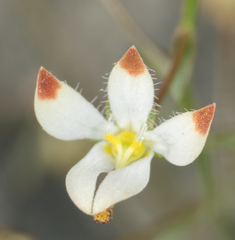 Nemacladus orientalis