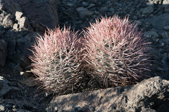 Homalocephala polycephala