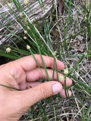 Eleocharis bifida