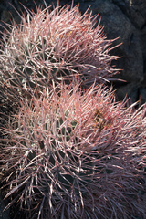 Homalocephala polycephala