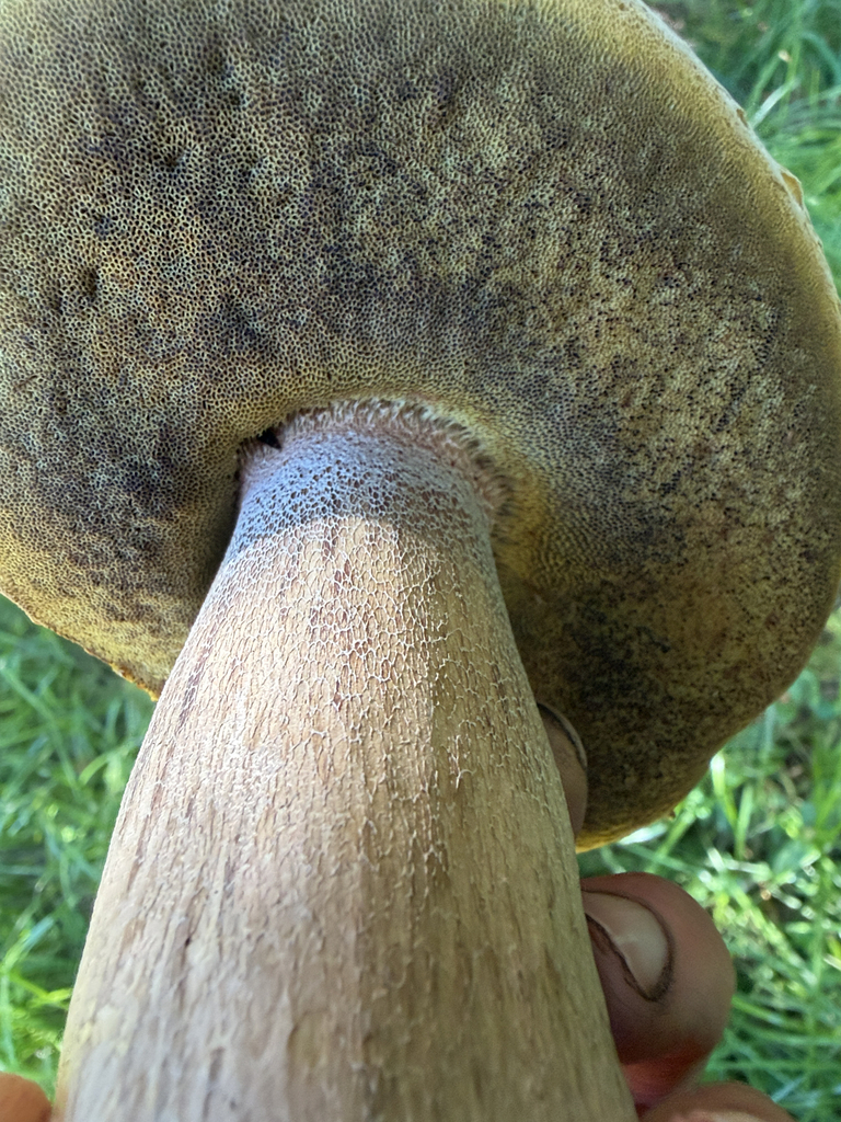 King Bolete · July 2026 · photo: Photo: (c) Lynn, some rights reserved (CC BY) · iNaturalist
