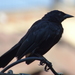 Scrub Blackbird - Photo (c) criso_rh, some rights reserved (CC BY-NC)