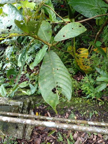 Saurauia tristyla, photograph 3