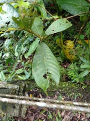 Saurauia tristyla, photograph (c) Rick Chou, some rights reserved (CC BY)