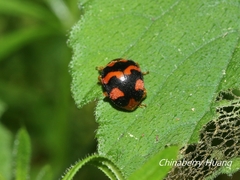 Diekeana admirabilis