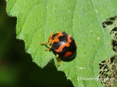 Diekeana admirabilis