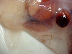 Stauroteuthis syrtensis