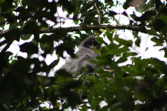 Javan Surili photo 5