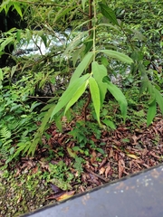 Callicarpa pilosissima