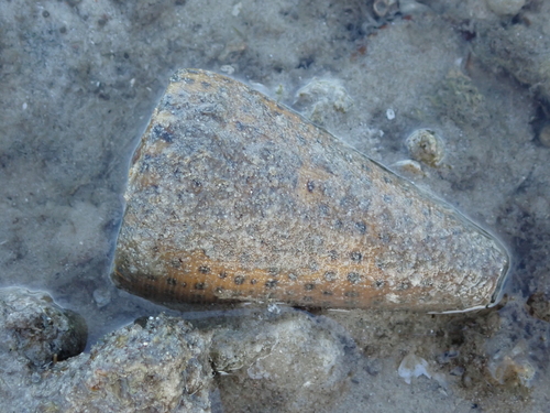 Conus leopardus observed 2026-07-14