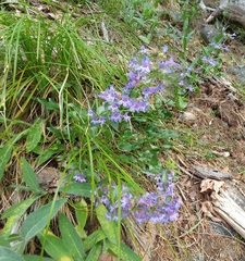 Penstemon pruinosus