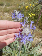Salvia carduacea