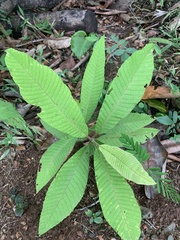 Dilleniaceae