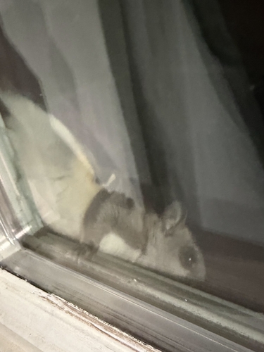 Southern Flying Squirrel observed by herpsandinverts