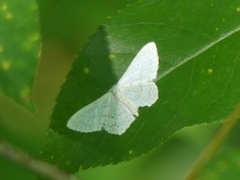 Idaea tacturata