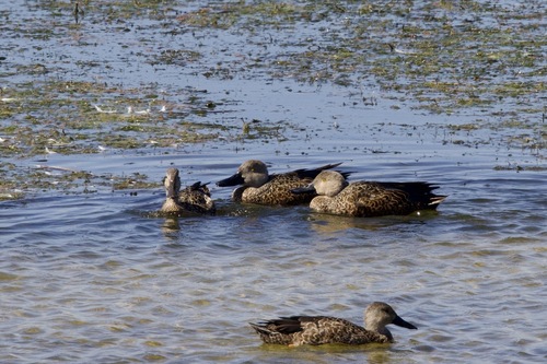 iNaturalist image