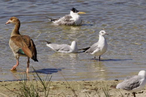 iNaturalist image