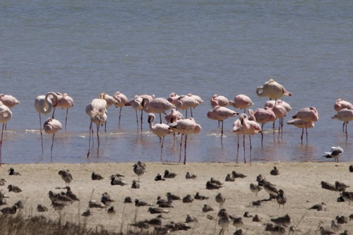 iNaturalist image