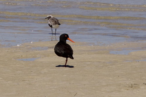 iNaturalist: (c) John Bruin, some rights reserved (CC BY-NC), uploaded by John Bruin iNaturalist image