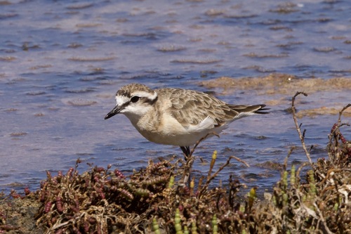 iNaturalist image